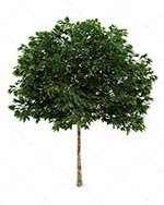 �������� � ��������