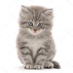 �������� � ��������