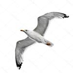 �������� � ��������