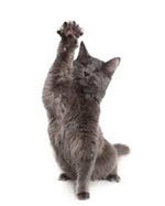 �������� � ��������