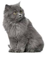 �������� � ��������